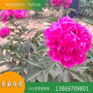 菏泽芍药种植基地 供应出售精品观赏芍药 芍药苗批发价格