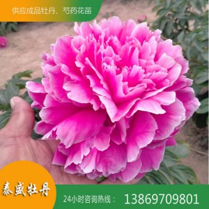 菏泽芍药种植基地 供应出售精品观赏芍药 芍药苗批发价格