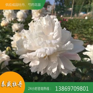 菏泽芍药种植基地 供应出售精品观赏芍药 芍药苗批发价格