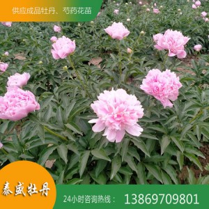 苗圃直供观赏芍药花苗 药用芍药苗 油用芍药苗 庭院种植芍药