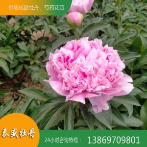 菏泽芍药种植基地 供应出售精品观赏芍药 芍药苗批发价格