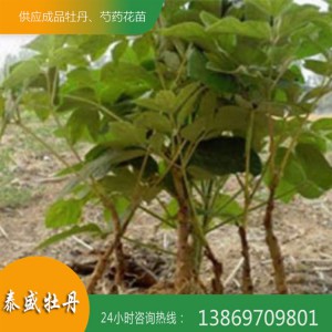 菏泽牡丹种植基地直供油用牡丹苗 占地牡丹苗 观赏牡丹苗