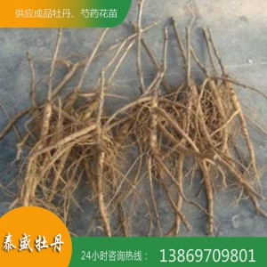 泰盛牡丹常年供应各种牡丹花苗 一年生牡丹苗 油用牡丹苗 占地牡丹苗 量大优惠