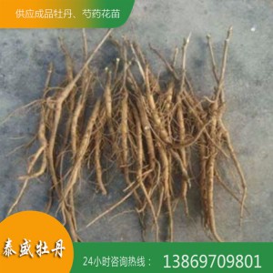 牡丹苗圃直供牡丹种苗 牡丹花苗 菏泽油用牡丹批发