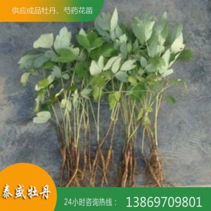 产地直供精品高产油用牡丹苗 占地牡丹苗 1-6年牡丹苗 品种齐全