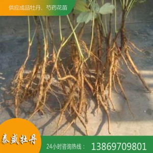 产地直供精品高产油用牡丹苗 占地牡丹苗 1-6年牡丹苗 品种齐全