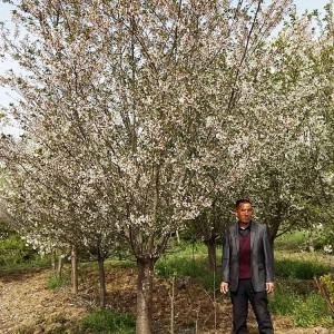 山东绚丽海棠销售基地 绚丽海棠树苗批发 大海苗木