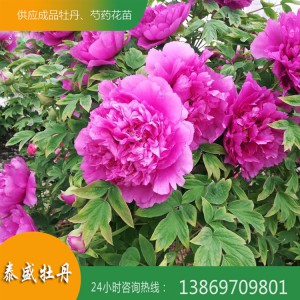 独杆牡丹苗 独杆牡丹树 牡丹树培育 牡丹苗销售批发