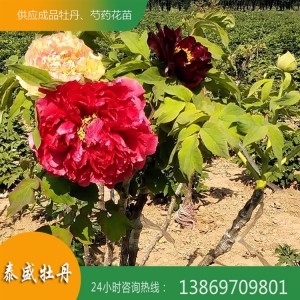 牡丹苗价格 独杆牡丹 丛生牡丹 耐寒牡丹 观赏牡丹