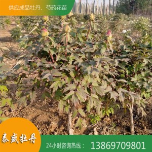 庭院牡丹种植 园林绿化盆栽花卉 独杆牡丹 观赏牡丹