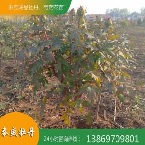 正宗菏泽牡丹基地直供观赏牡丹苗 独杆牡丹 牡丹树