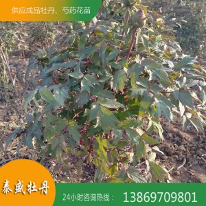 正宗菏泽牡丹基地直供观赏牡丹苗 独杆牡丹 牡丹树