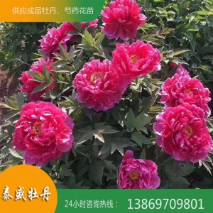 菏泽牡丹 精品观赏牡丹 牡丹树 独杆牡丹花苗批发