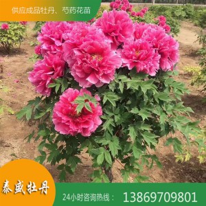 菏泽牡丹 精品观赏牡丹 牡丹树 独杆牡丹花苗批发