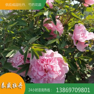 牡丹苗价格 独杆牡丹 丛生牡丹 耐寒牡丹 观赏牡丹