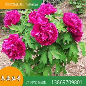 基地直供观赏牡丹 牡丹古树 独杆牡丹 丛生牡丹