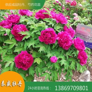 独杆牡丹苗 独杆牡丹树 牡丹树培育 牡丹苗销售批发