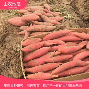 商薯19 地瓜 地瓜苗 红薯苗 山东地瓜苗 厂家直销 地瓜苗基地