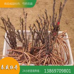 泰盛牡丹直供牡丹苗 观赏牡丹苗 油用牡丹苗 量大优惠