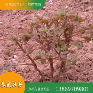 菏泽牡丹苗种植基地现货直供牡丹苗 占地牡丹苗 油用牡丹苗批发