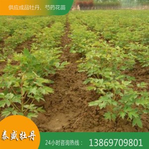 菏泽牡丹花苗 油用牡丹苗 占地牡丹苗