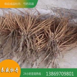 牡丹苗批发 1-3年牡丹苗 高产牡丹苗种植基地