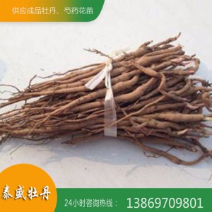 菏泽牡丹苗种植基地现货直供牡丹苗 占地牡丹苗 油用牡丹苗批发