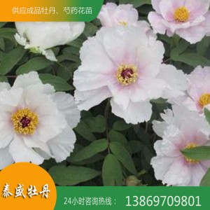 基地直供油用牡丹苗 优质牡丹苗 正宗菏泽牡丹苗