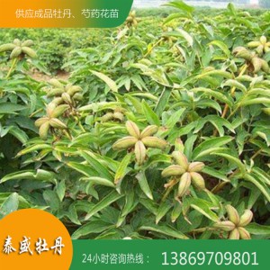 泰盛牡丹批发多年生牡丹苗 油用牡丹苗 牡丹苗种植技术