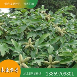 泰盛牡丹批发多年生牡丹苗 油用牡丹苗 牡丹苗种植技术