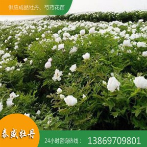 菏泽牡丹种植基地 油用牡丹花苗 牡丹小苗报价
