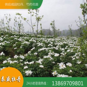 菏泽牡丹种植基地 油用牡丹花苗 牡丹小苗报价