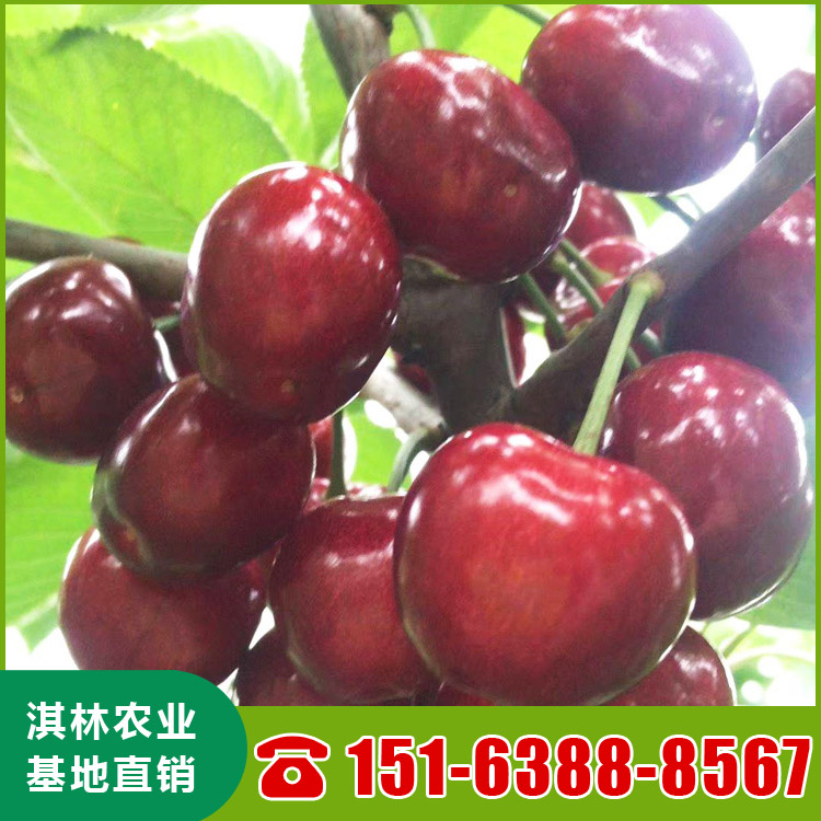 基地直供吉塞拉樱桃苗 南北方种植盆栽地栽水果树 根系发达 量大优惠