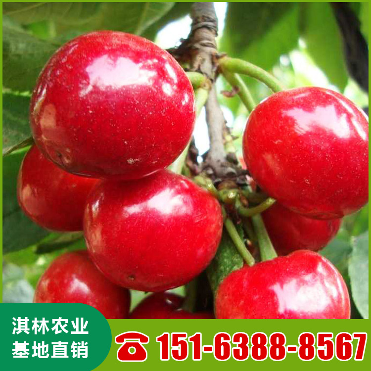 基地直供大樱桃树 泰安樱桃苗种植 根系发达 量大优惠