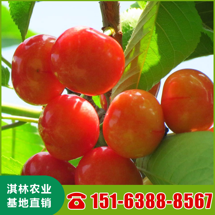 基地直供大樱桃树 泰安樱桃苗种植 根系发达 量大优惠