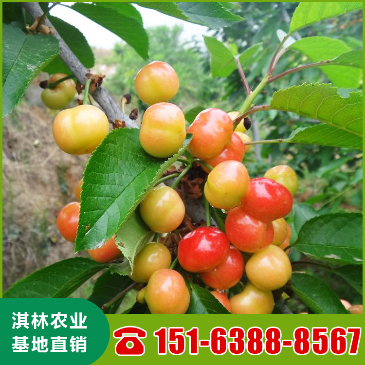 基地直供大樱桃树 泰安樱桃苗种植 根系发达 量大优惠