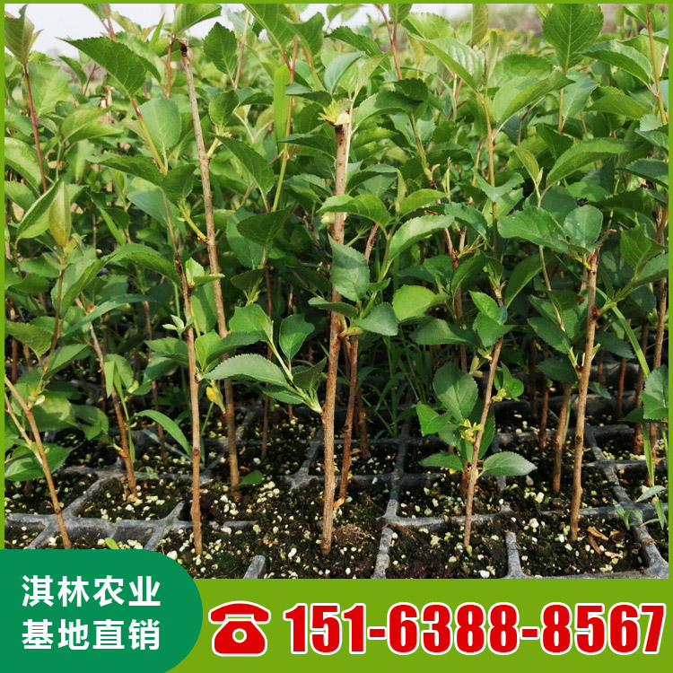 基地直供大樱桃树 南北方种植盆栽地栽水果树 根系发达 量大优惠