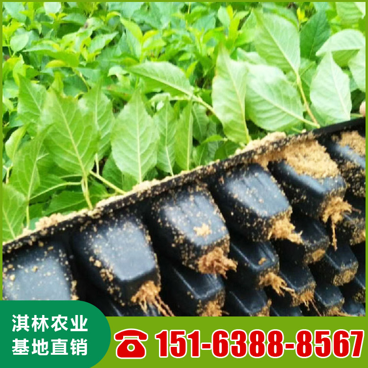 基地直供大樱桃树 吉塞拉矮化鲁樱3号樱桃苗 根系发达 量大优惠