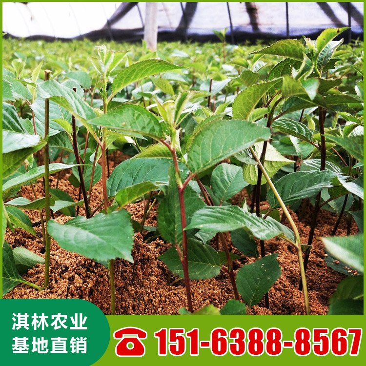 基地直供大樱桃树 泰安樱桃苗种植 根系发达 量大优惠