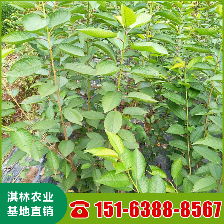 基地直供大樱桃树 南北方种植盆栽地栽水果树 根系发达 量大优惠