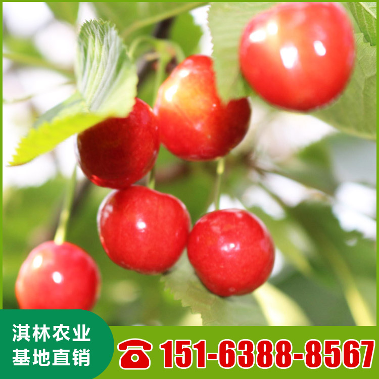 基地直供吉塞拉樱桃苗 南北方种植盆栽地栽水果树 根系发达 量大优惠