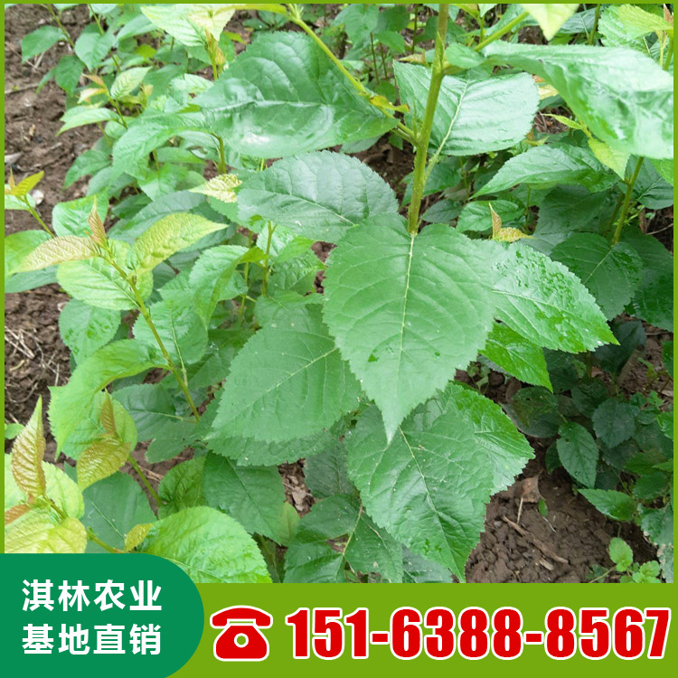 基地直供布鲁克斯樱桃苗 泰安樱桃苗种植 根系发达 量大优惠