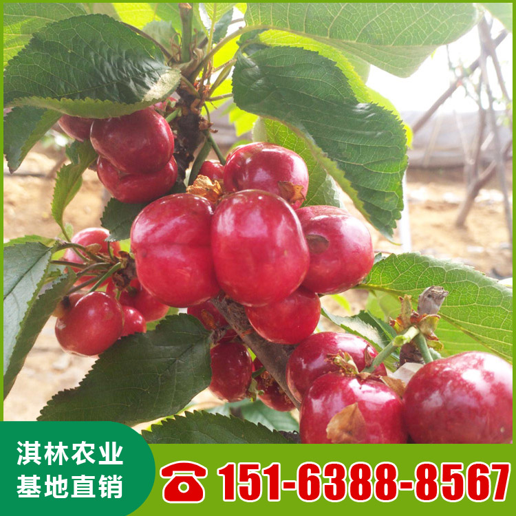 基地直供布鲁克斯樱桃苗 泰安樱桃苗种植 根系发达 量大优惠