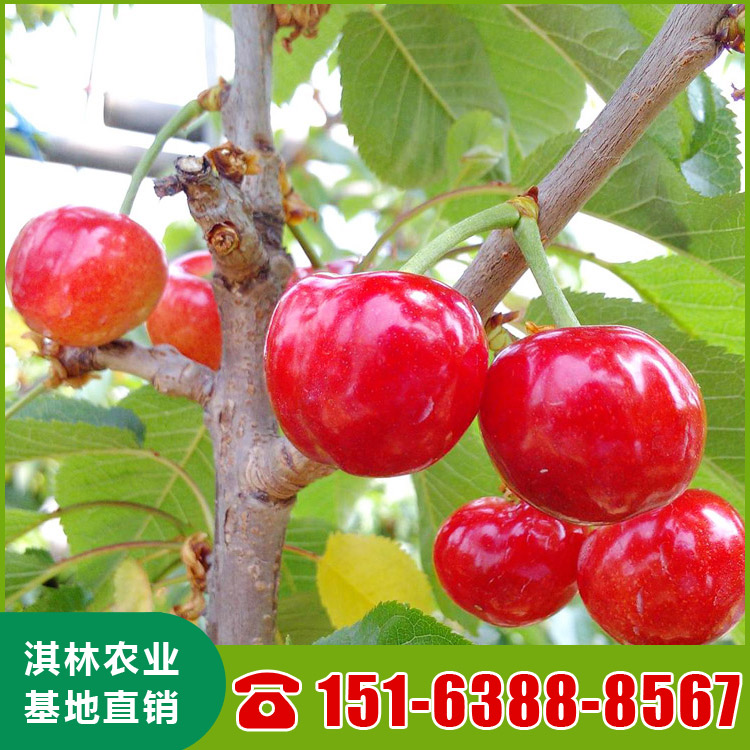 基地直供吉塞拉樱桃苗 南北方种植盆栽地栽水果树 根系发达 量大优惠