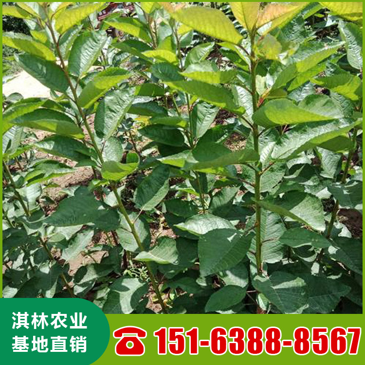 基地直供大樱桃树 吉塞拉矮化鲁樱3号樱桃苗 根系发达 量大优惠