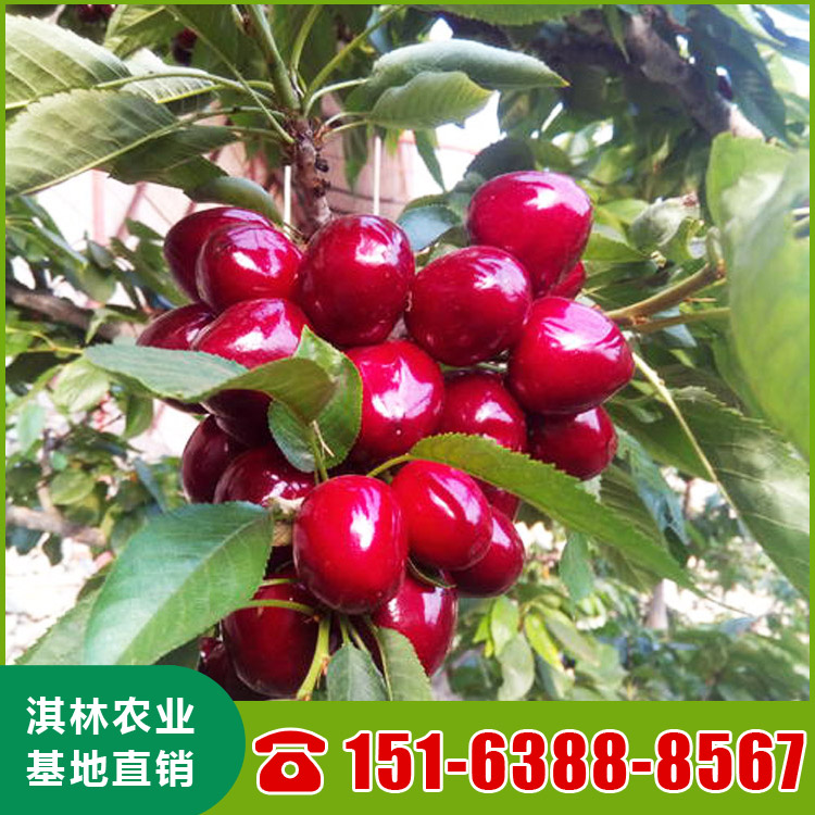 基地直供布鲁克斯樱桃苗 南北方种植盆栽地栽水果树 根系发达 量大优惠