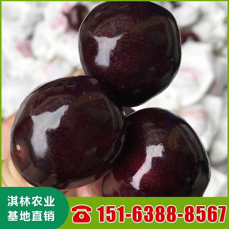 基地直供大樱桃树 南北方种植盆栽地栽水果树 根系发达 量大优惠