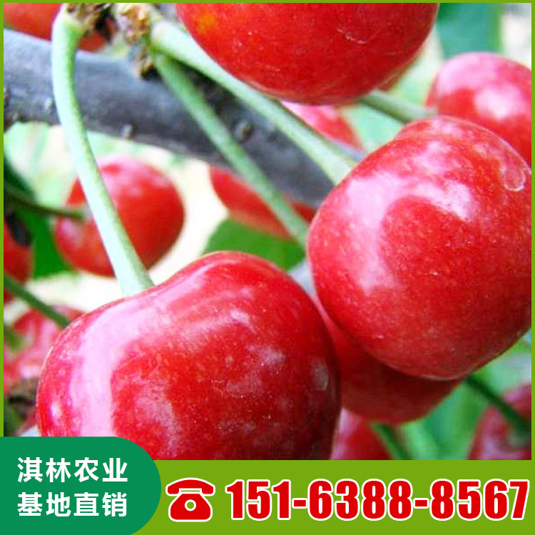 2-8公分布鲁克斯樱桃苗 吉塞拉矮化鲁樱3号樱桃苗 根系发达 量大优惠