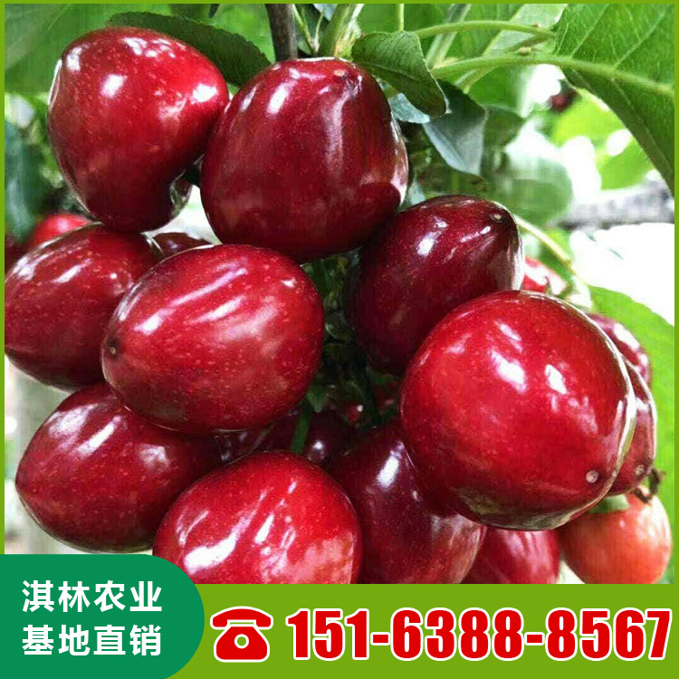基地直供吉塞拉樱桃苗 南北方种植盆栽地栽水果树 根系发达 量大优惠