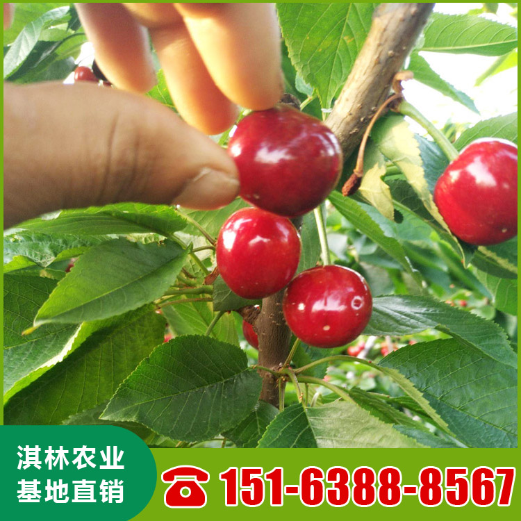 基地直供布鲁克斯樱桃苗 泰安樱桃苗种植 根系发达 量大优惠
